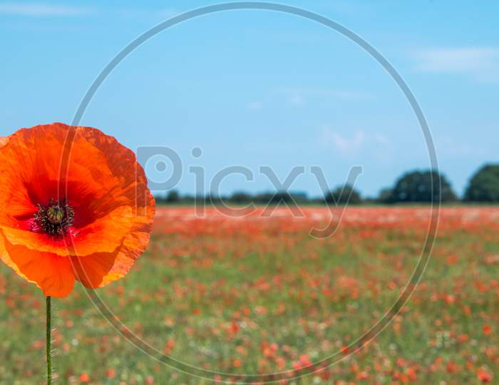 Red Fields Of Poppies