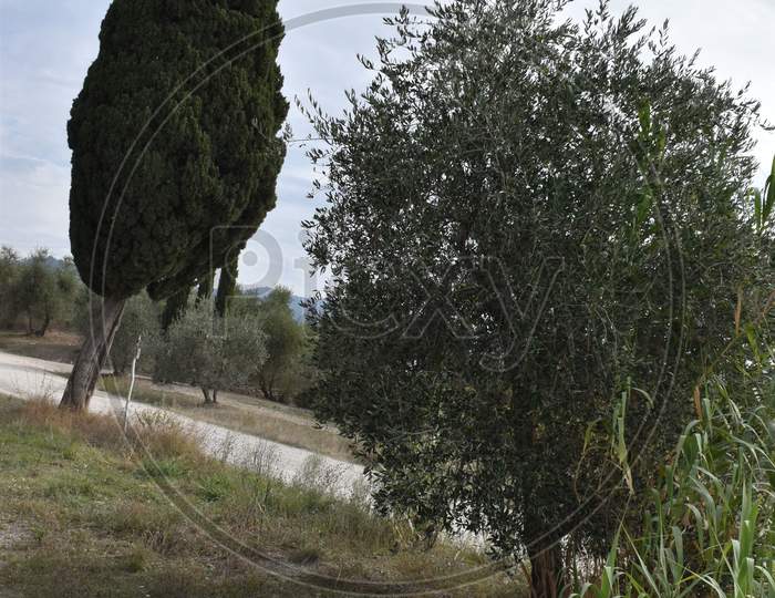 The oddly standing trees in Tuscany Italy