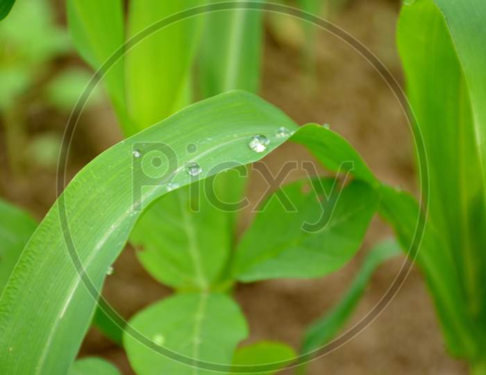 the dew drops on the green leaf.