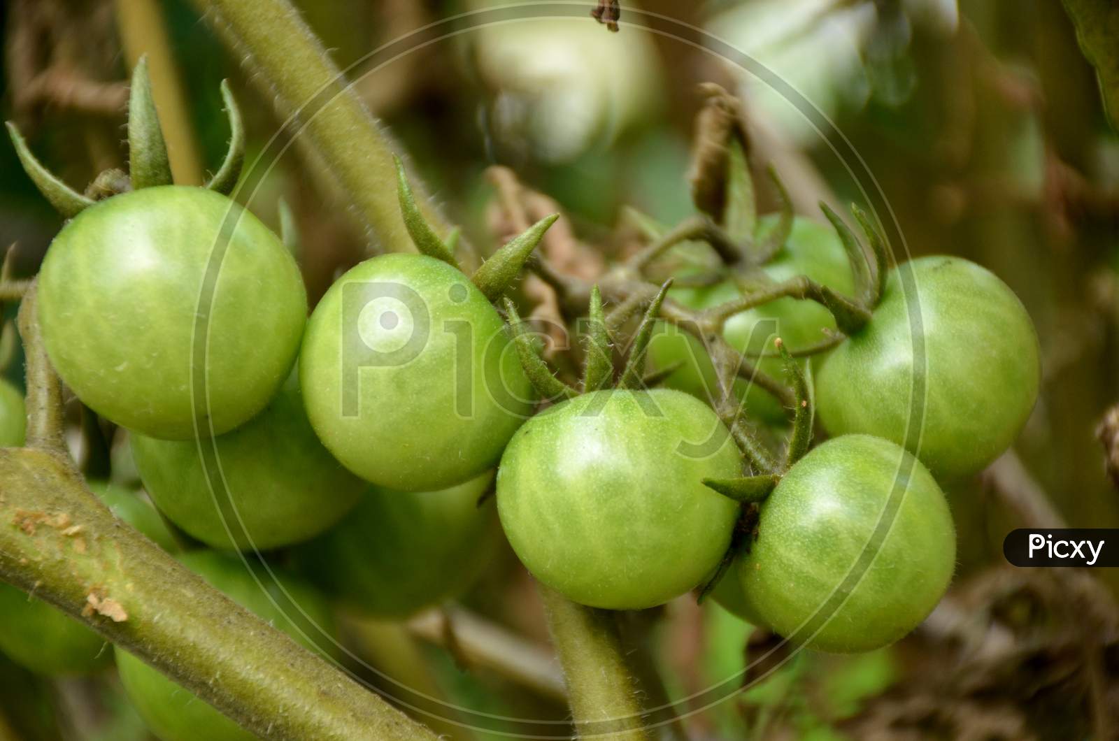 bunch the ripe green tomato with branch.