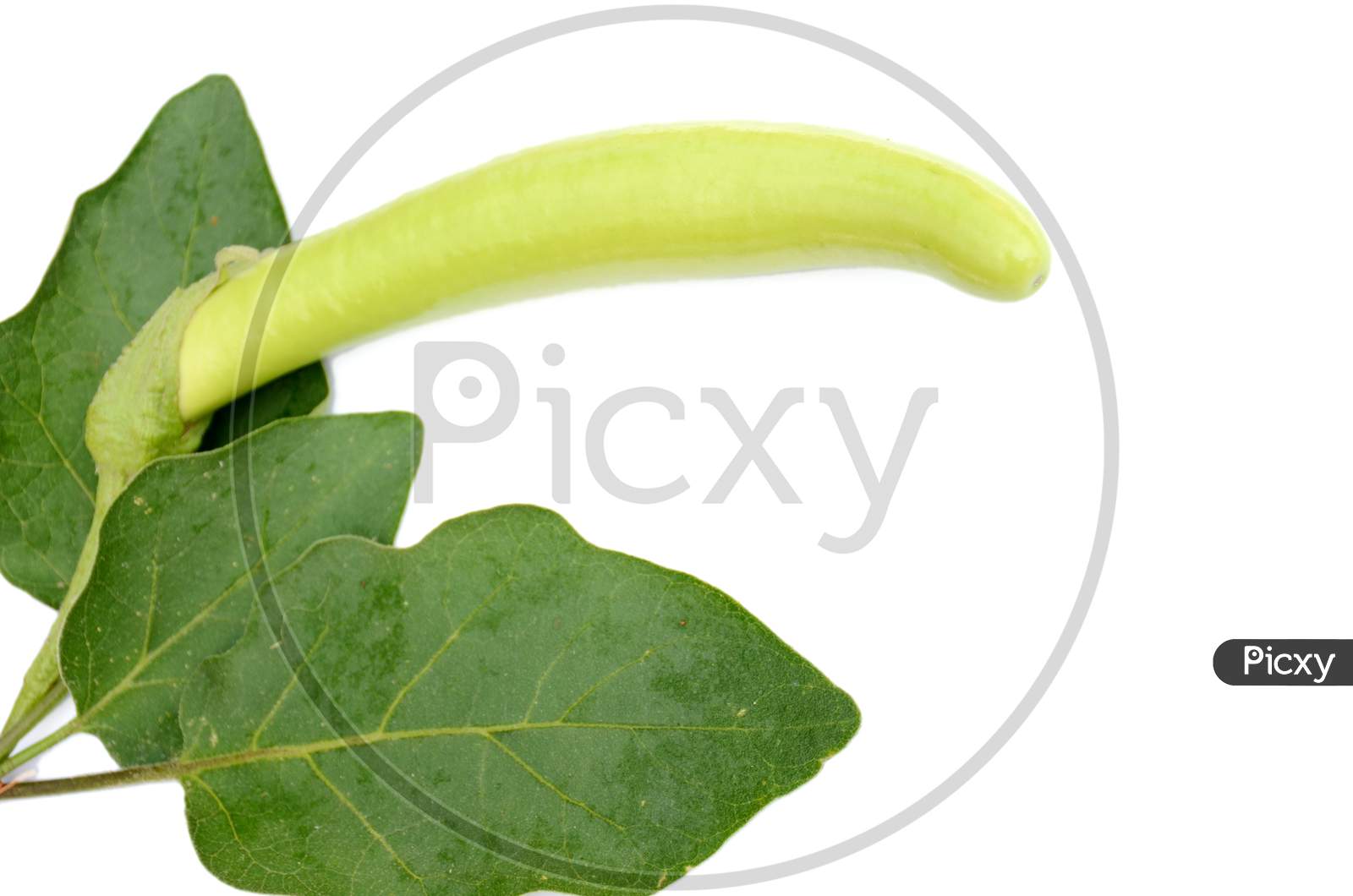the  brinjal with green leaves isolated on white background.