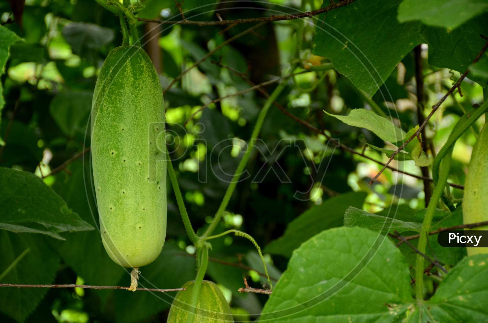 the ripe green cucumber with green leaves and vine.