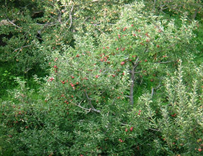 Apple trees in the hills of Kasauli