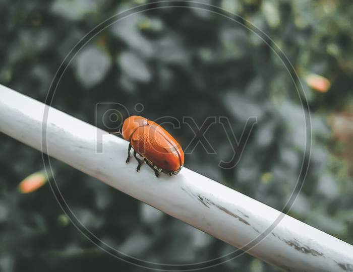 Hazel Pot Beetle A Rare Beetle, Hazel Pot Beetle In Burnt Orange Colored On A White String And With Greenish Green Hibiscus Tree Background