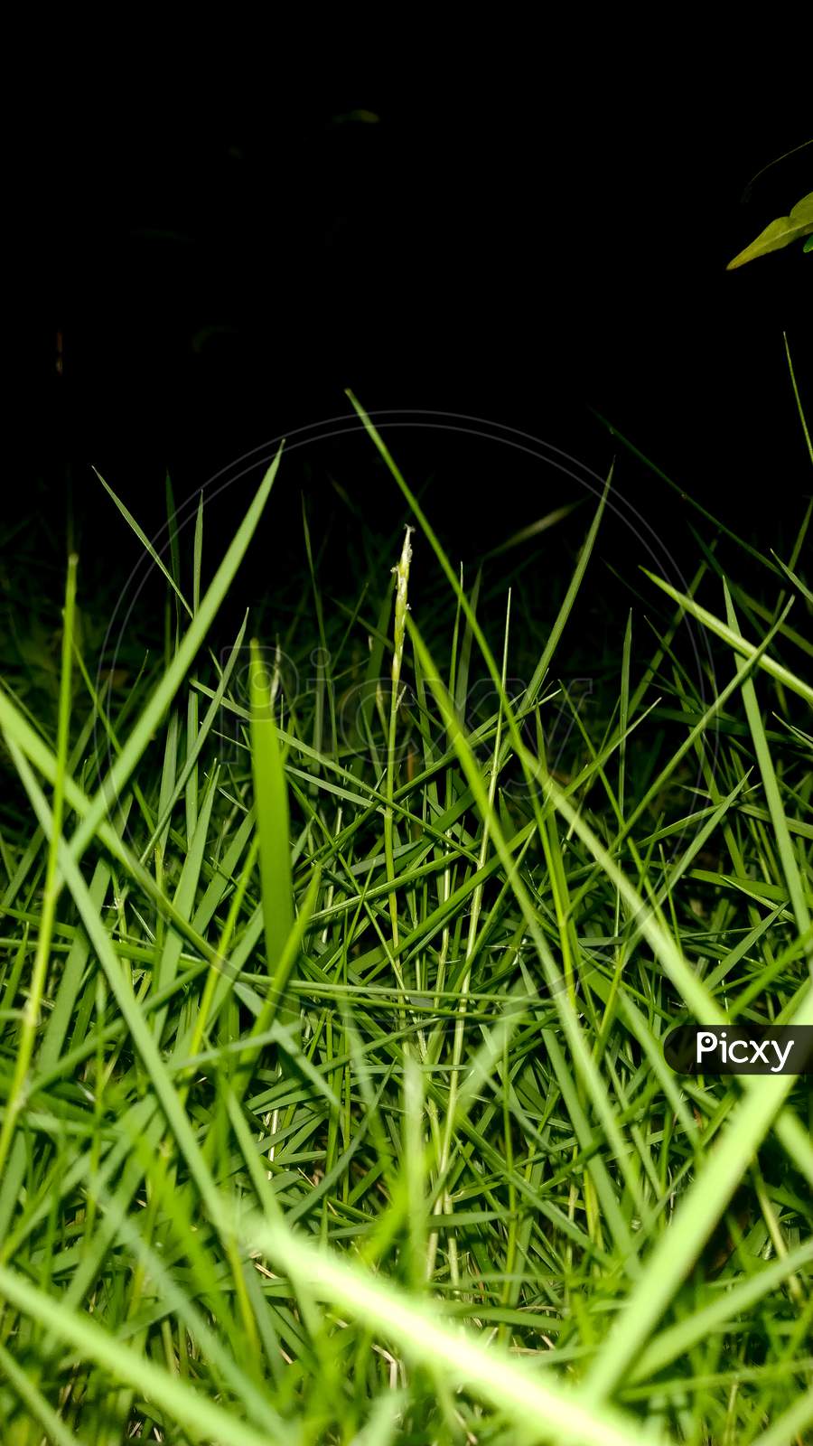 Green Grass with dark Background