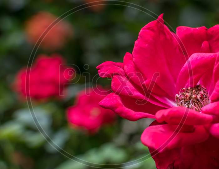 An Isolated Red Rose In Focus With Multiple Red Roses In The Background