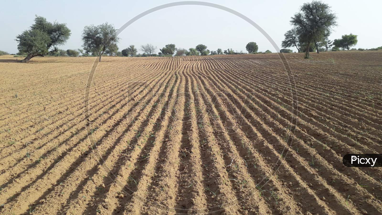 Cultivated Or Plowed Field Dry Land Background With No Plant Germinated
