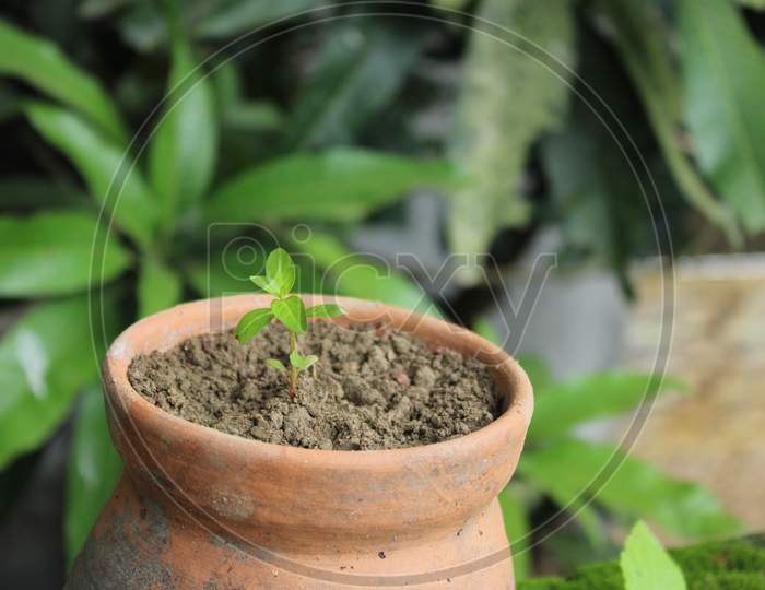 Natural tree plant in pot photo capture