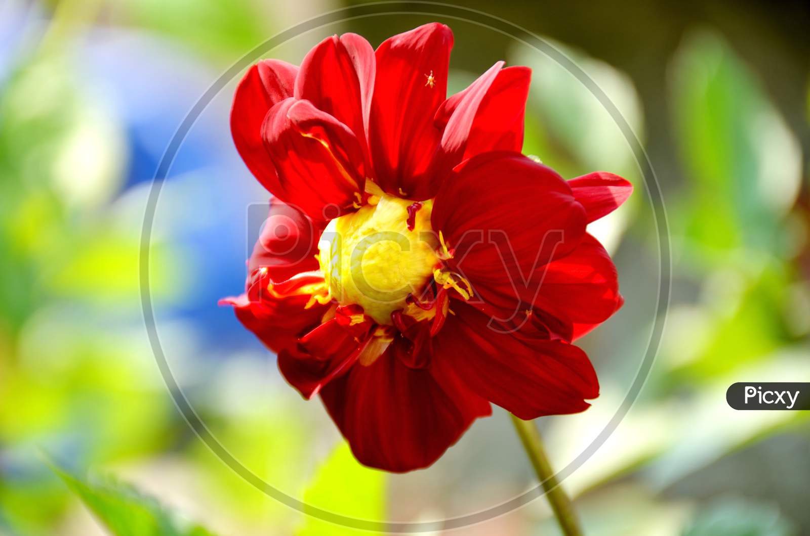 beautiful red flower of dahlia in the garden.