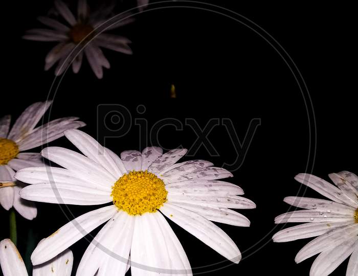 White Flowers with dark Background