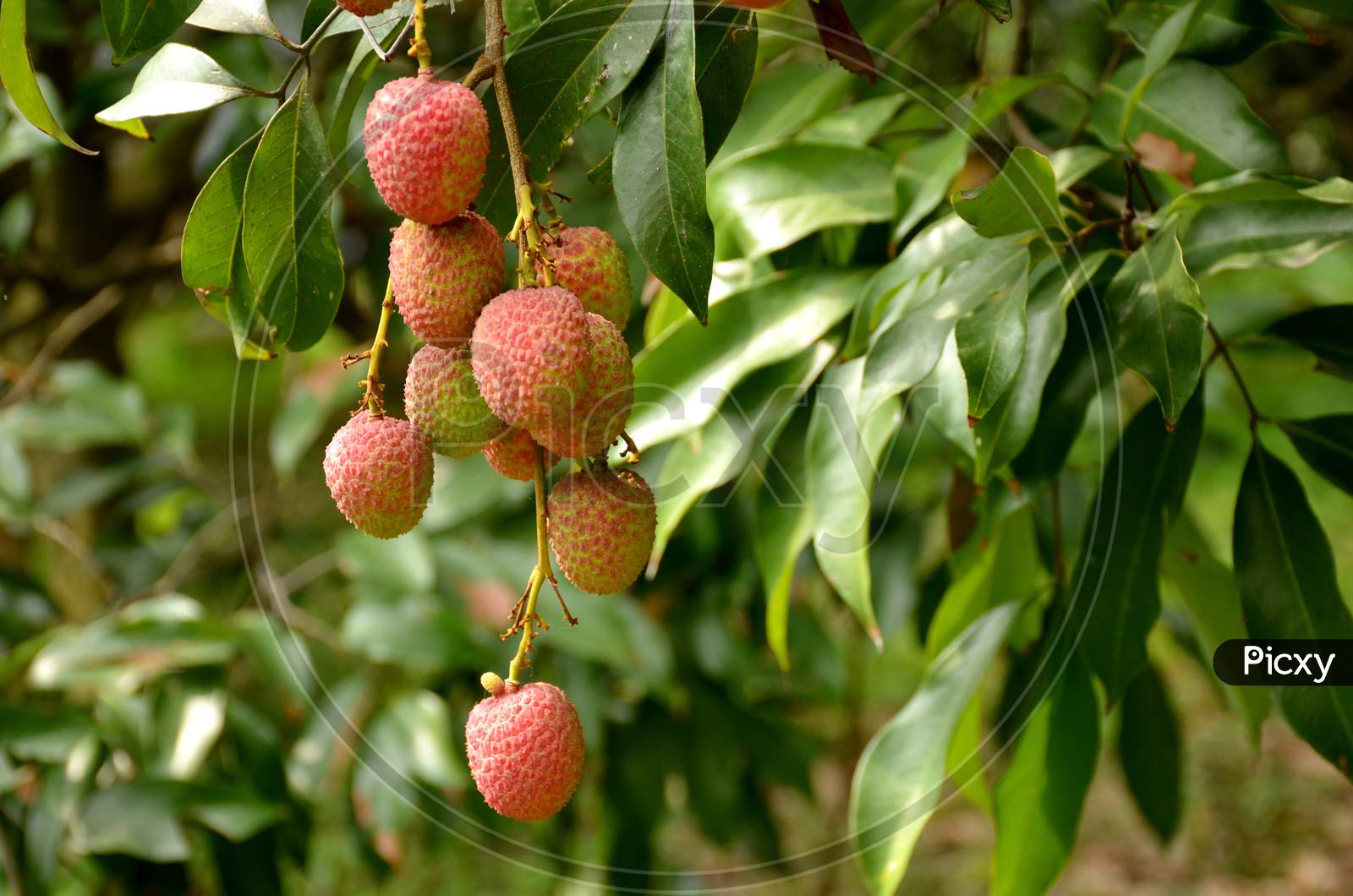 bunch the red ripe litchi with green leaves and branch.