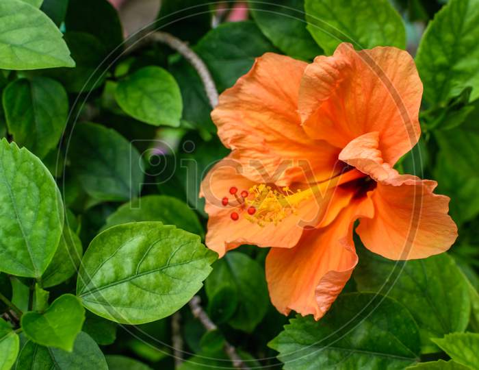An Isolated Orange China Rose Flower With Leaves