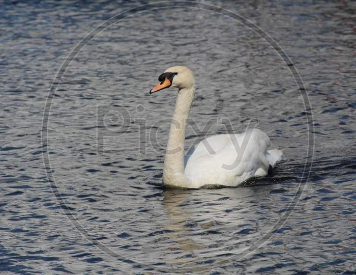 A beautiful white swan is swimming in the lake.
