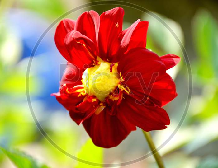 beautiful red flower of dahlia in the garden.
