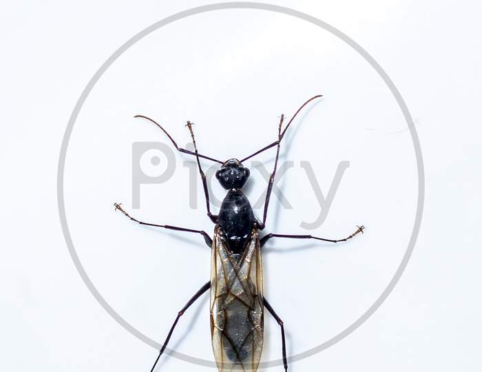 Black Carpenter Ant Isolated On White Background