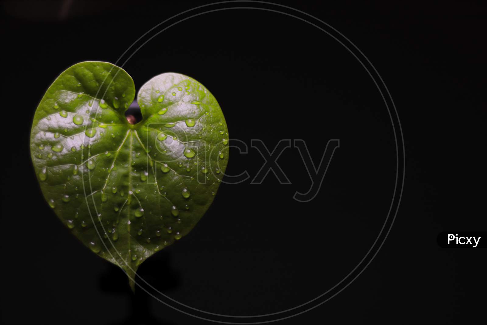 Giloy leaf