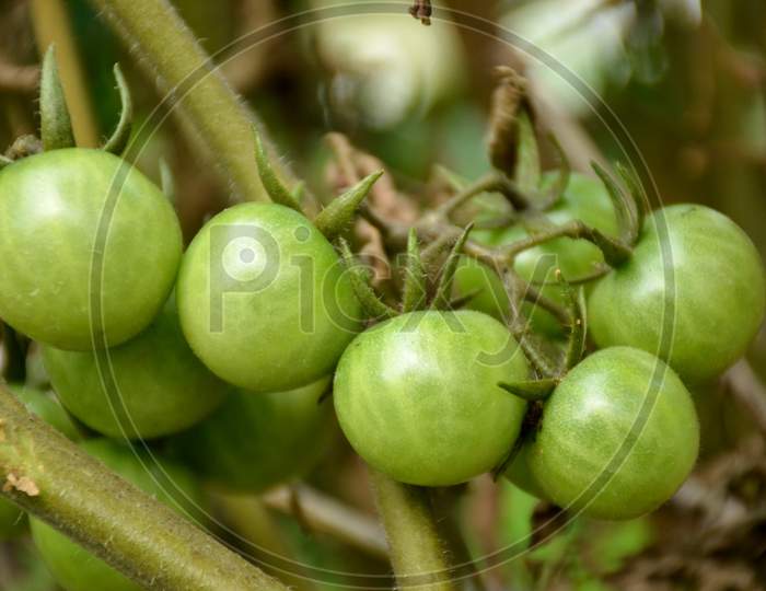 bunch the ripe green tomato with branch.