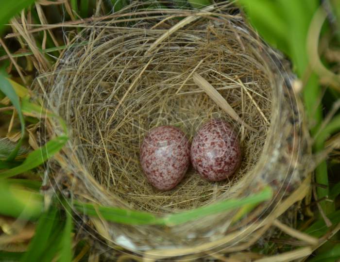 discover the beautifull bird nest with two small brown egg.
