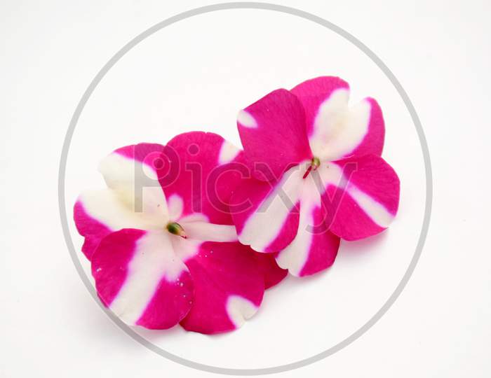 the pair of pink white flower of petunia isolated on white background.