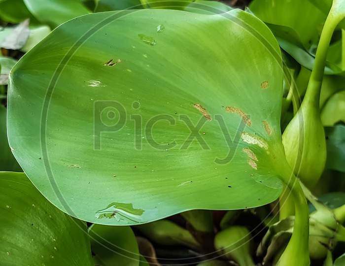 Water Hyacinth Is Floating In The Water Of A Pond.