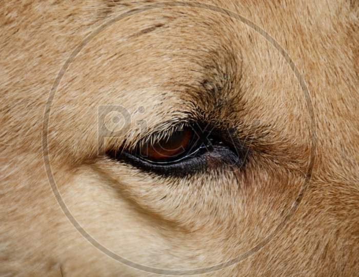the brown colour dog eye.