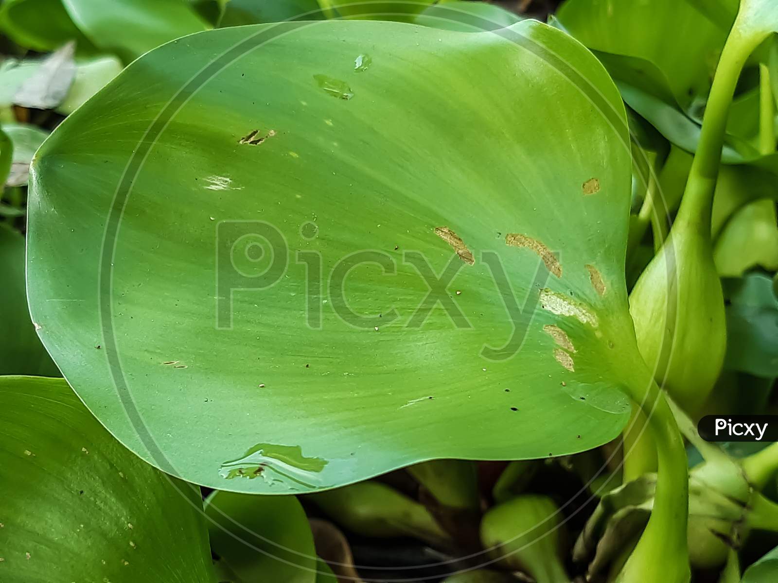 Water Hyacinth Is Floating In The Water Of A Pond.