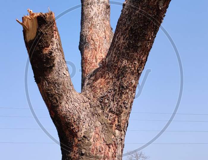 Half Cutting Wood Of Tree In Countryside Area Under Blue Sky