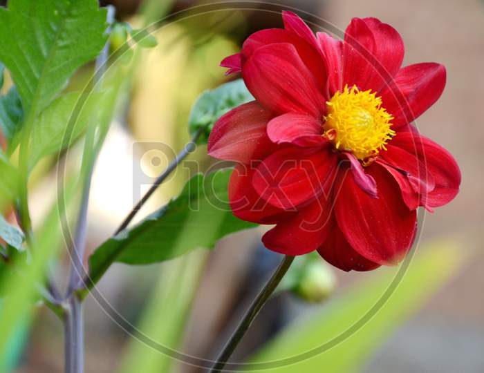 the beautifull red flower of dahlia with leaves and branch.