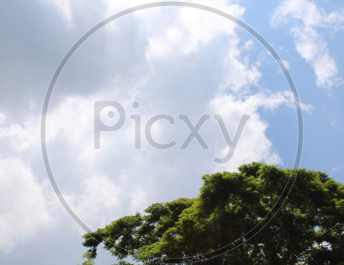Tree with sky background photo
