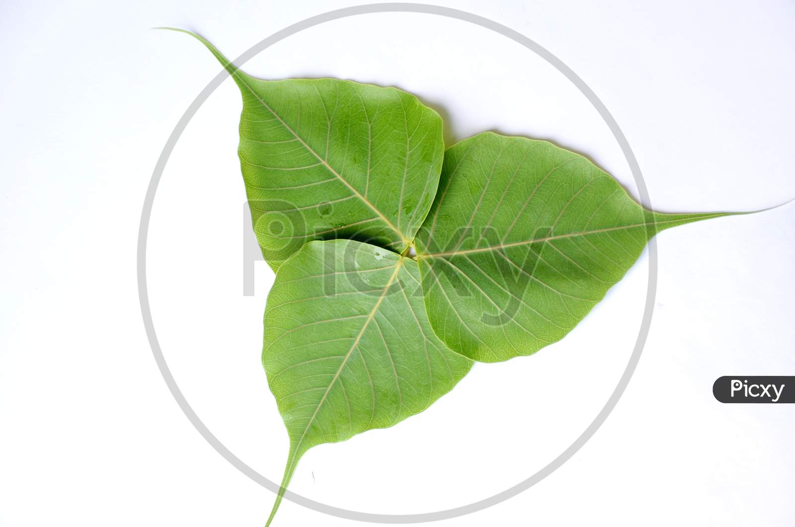 the beautifull green leaves disine of peeple isolated on white background