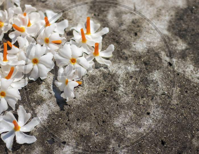 decoration of Night-flowering jasmine