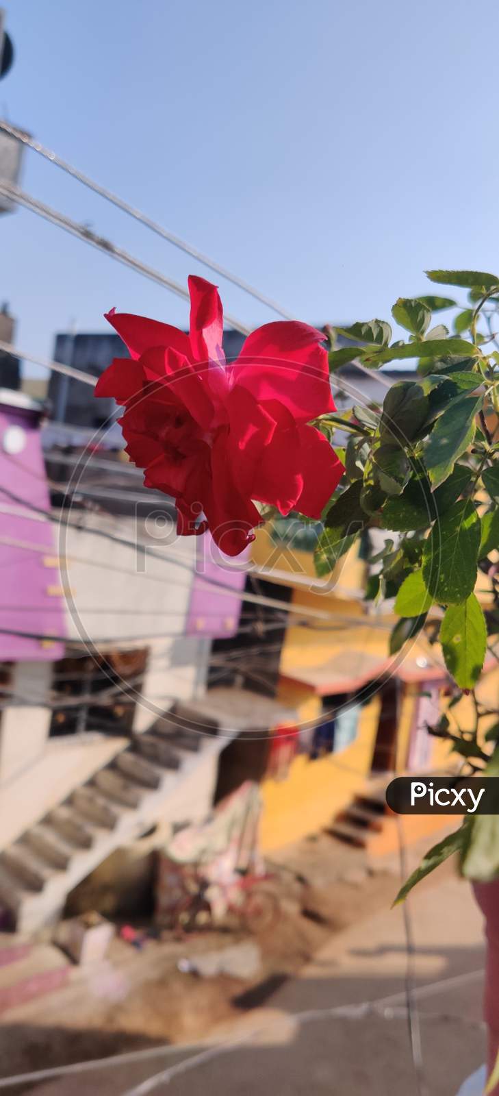 Indian Red Rose Flower Blown In Summer Morning Natural Beauty