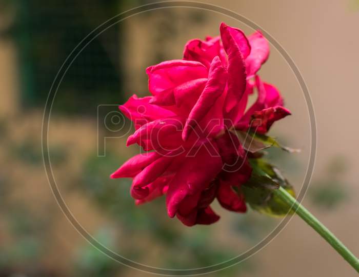 An Isolated Red Rose In Focus With A Blurred Background