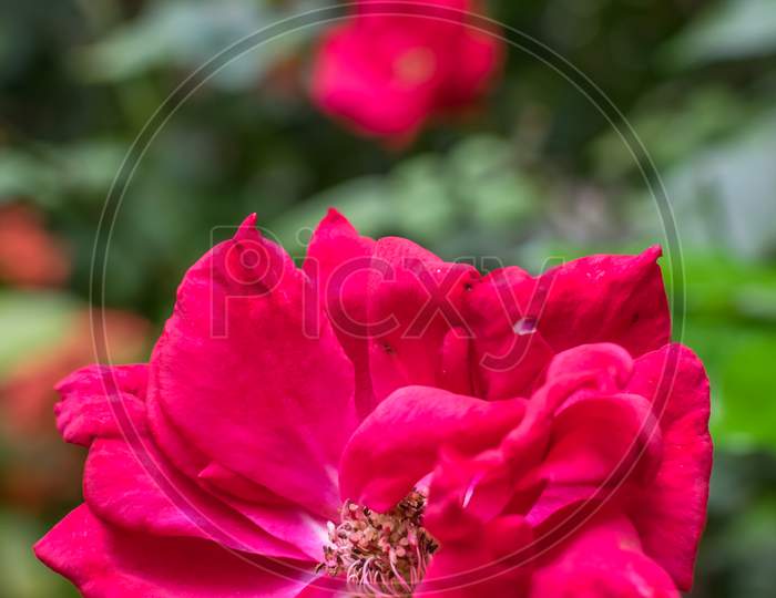 An Isolated Red Rose In Focus With Multiple Red Roses In The Background. Portrait Shot