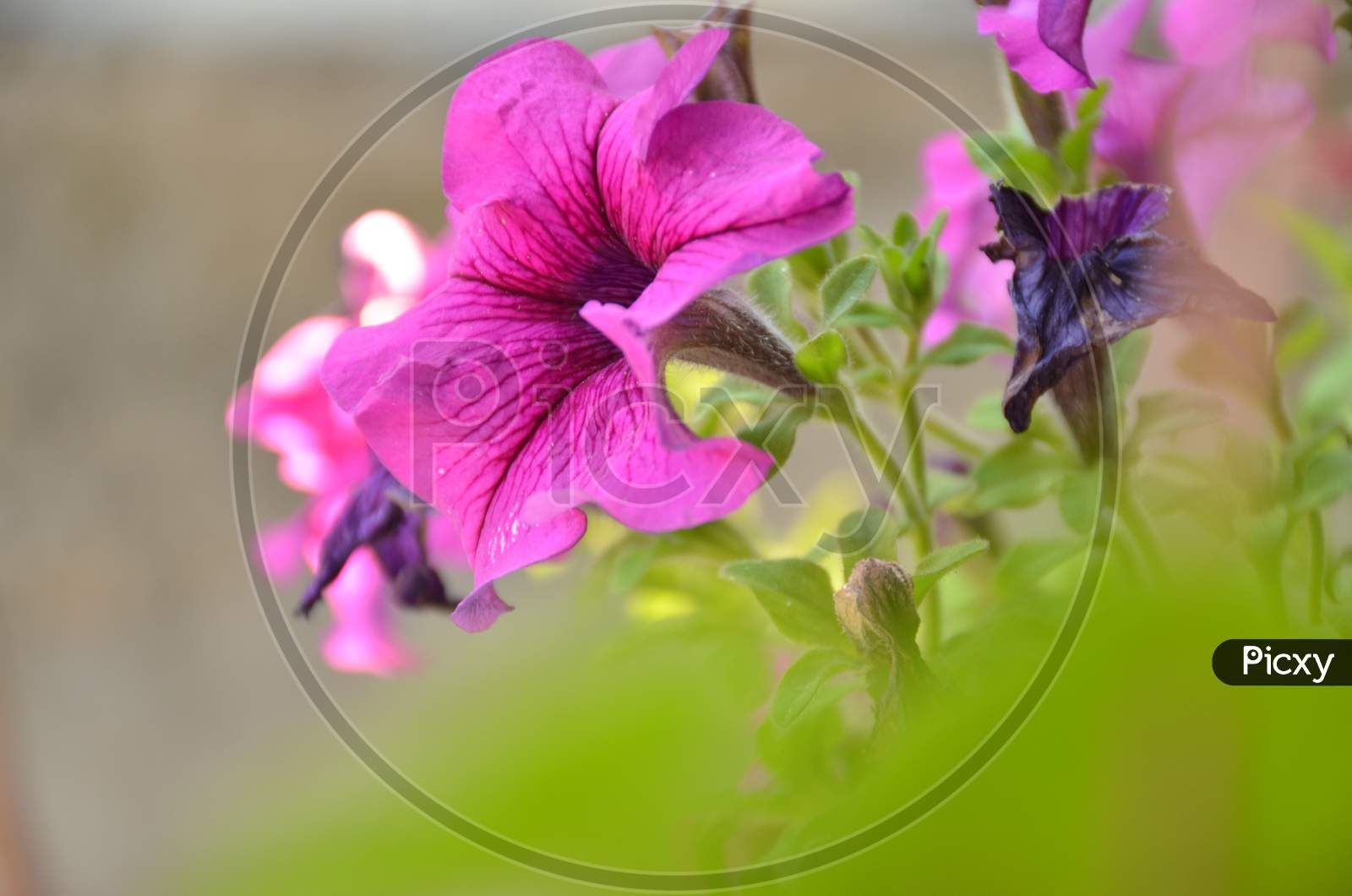 the purple flower of petunia with green leaves.