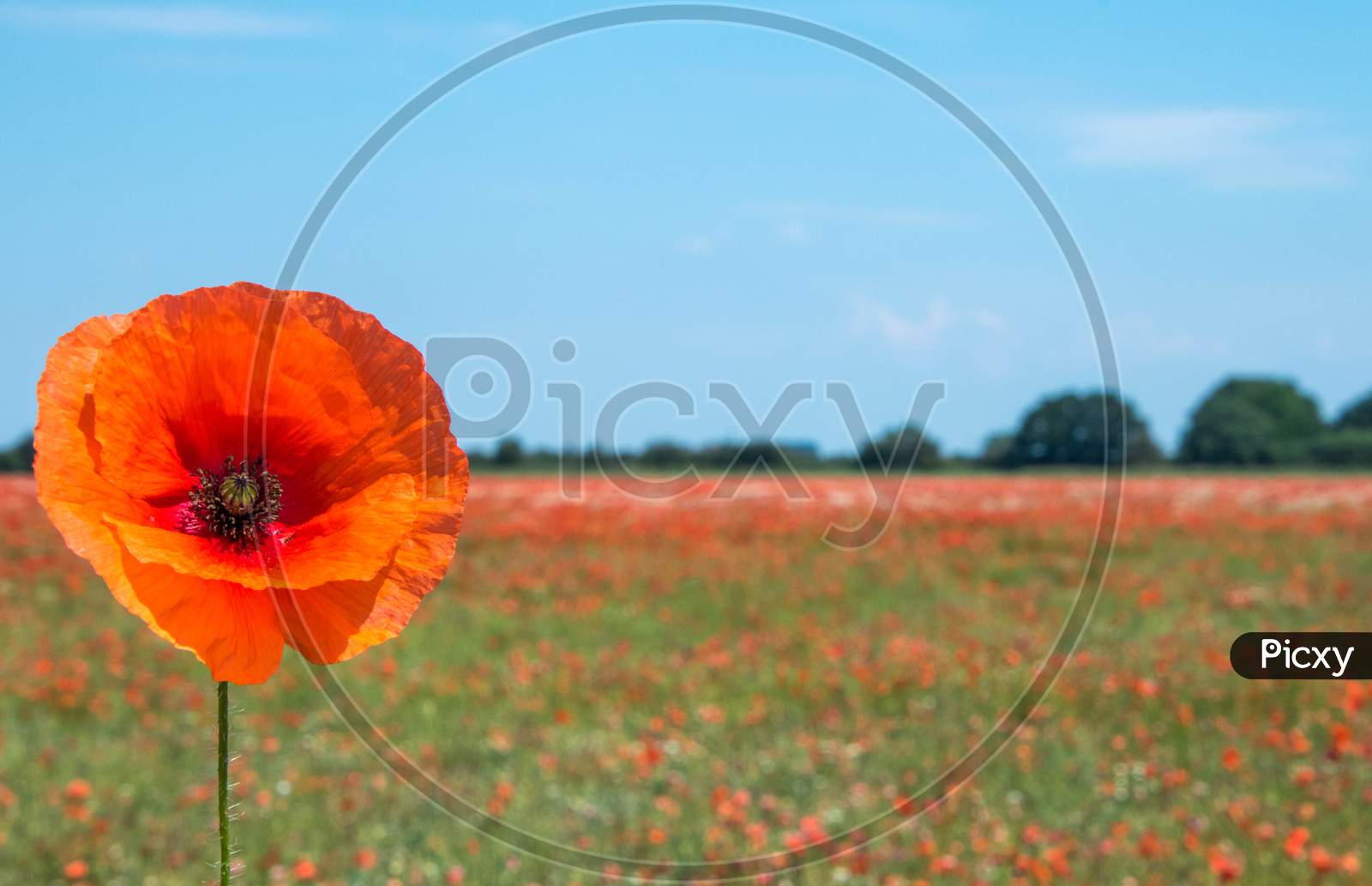 Red Fields Of Poppies