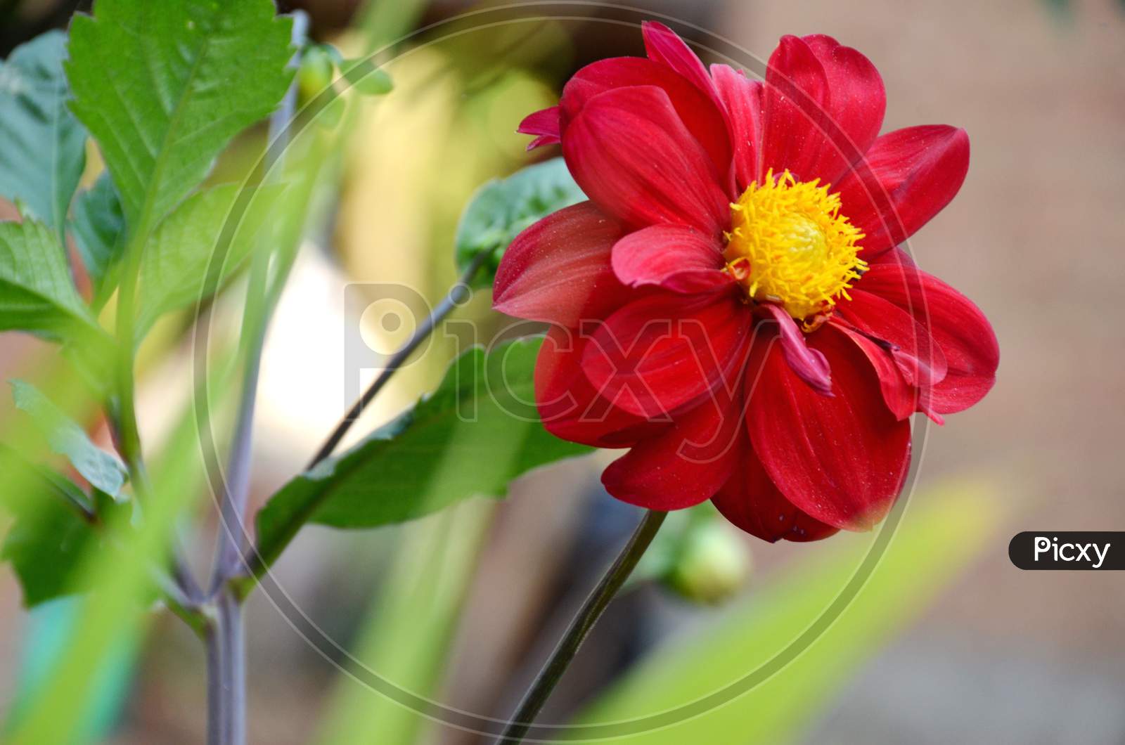 the beautifull red flower of dahlia with leaves and branch.