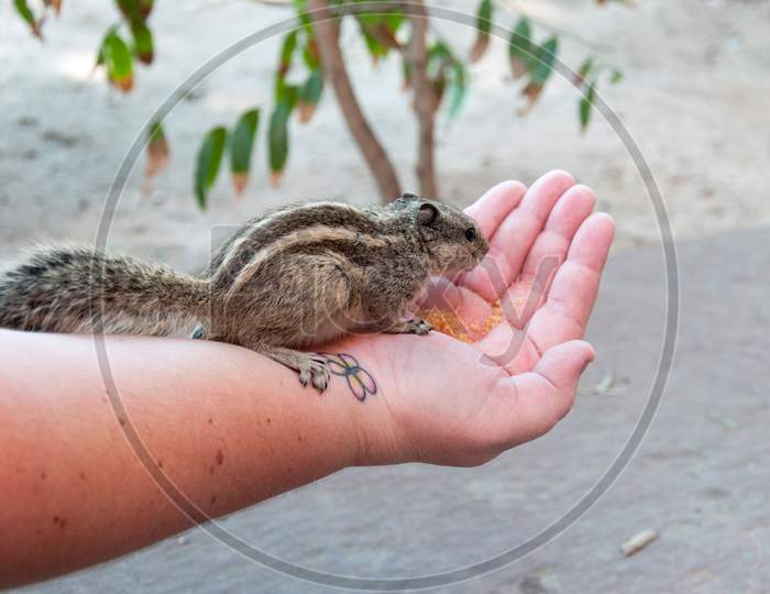 A Squirrel