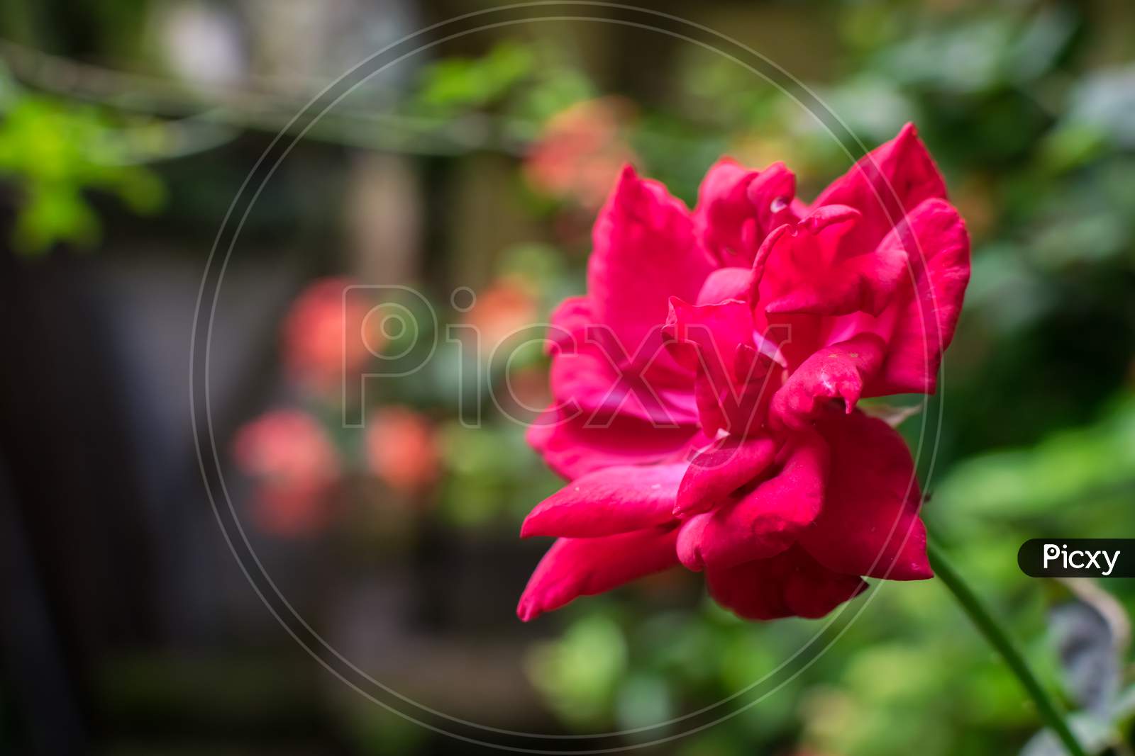 An Isolated Red Rose In Focus With A Blurred Background