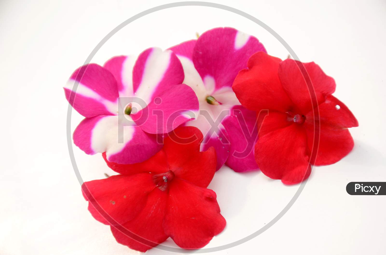 the red white petunia flowers isolated on white background.