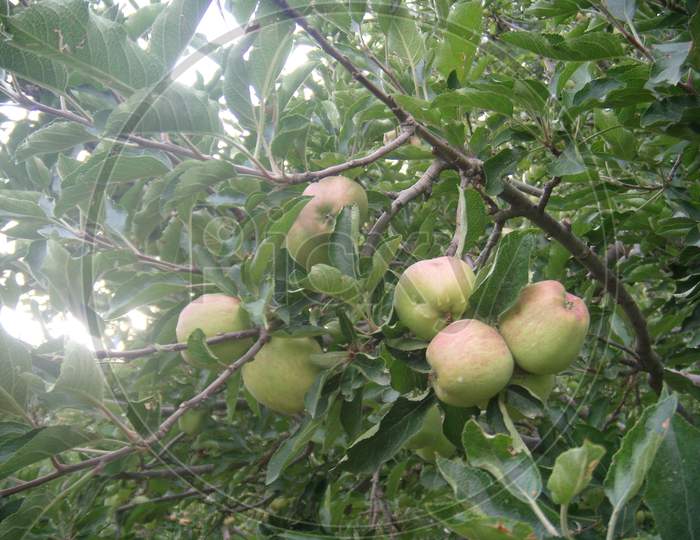 Apple trees in the hills of Kasauli