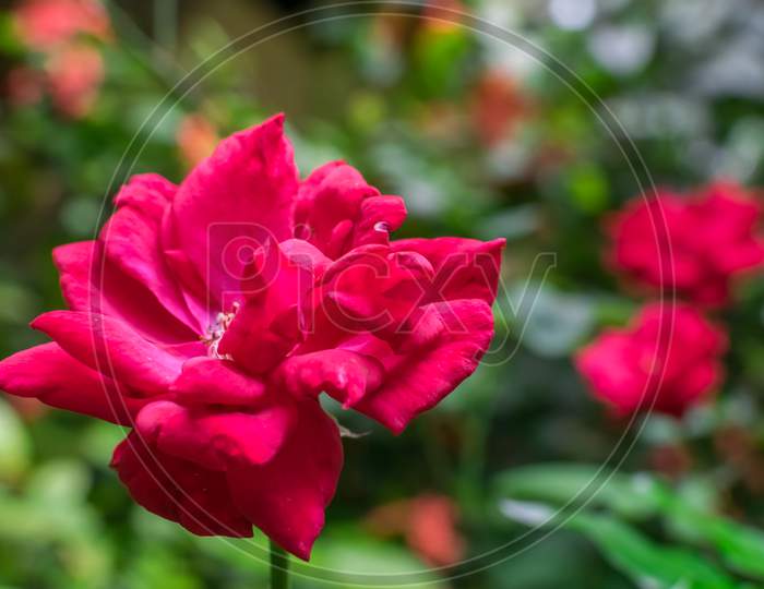 An Isolated Red Rose In Focus With Multiple Red Roses In The Background