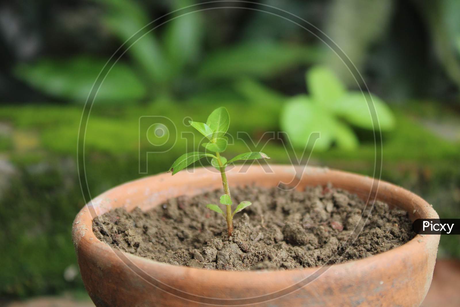 Natural tree plant in pot photo capture