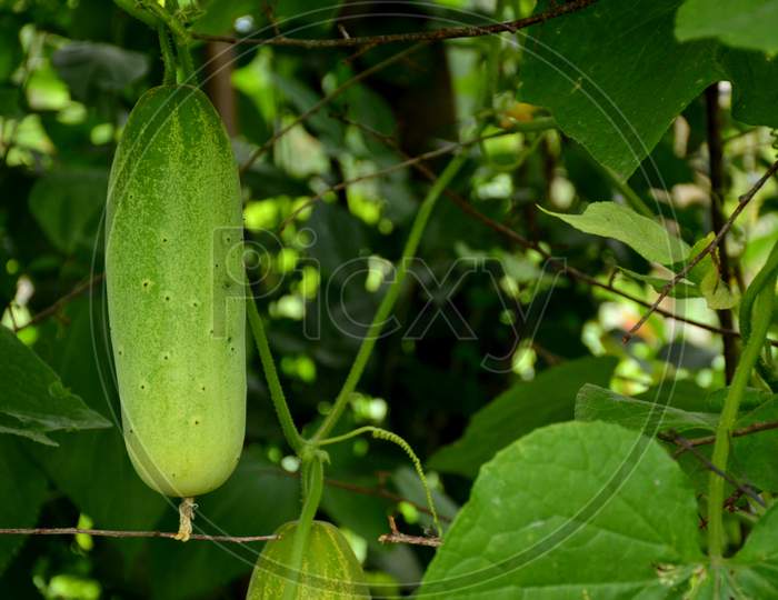 the ripe green cucumber with green leaves and vine.
