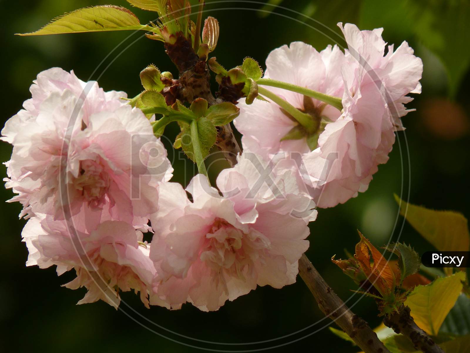 cherry blossoms,sakura,櫻花