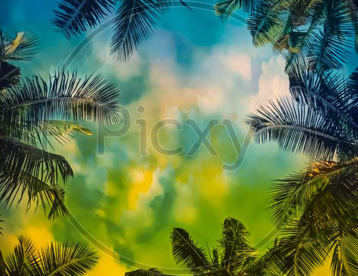 Coconut trees with beautiful sky