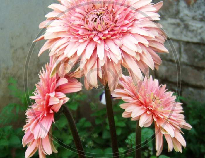 close up of pink gerbera flowers