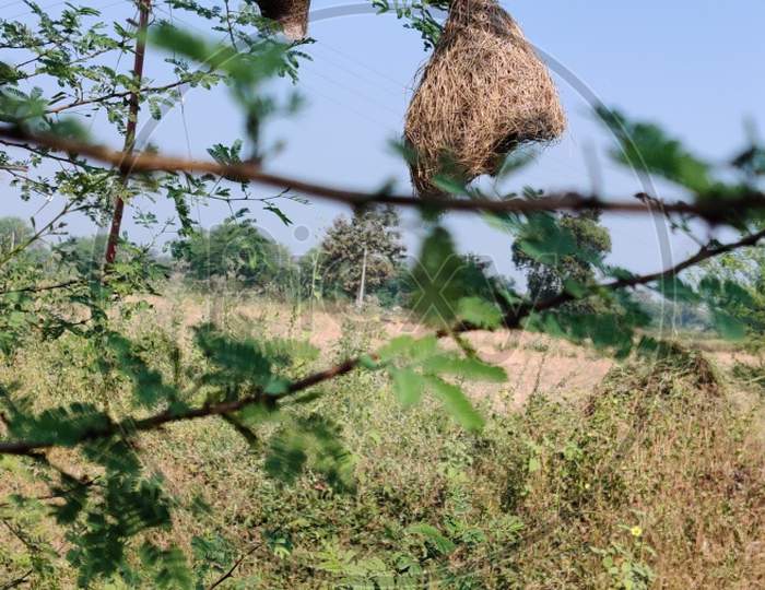 Indian Birds Nest Hanging On Tree In Summer Evening