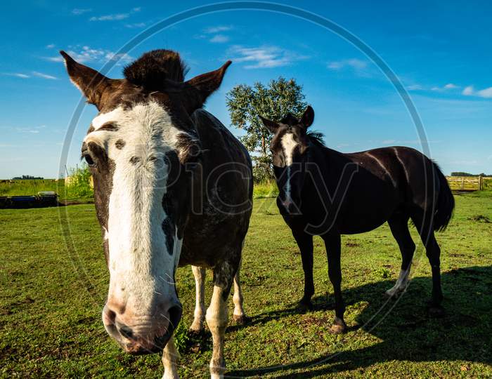 Horses In The Field During A Sunny Day. Large Animals Used For Sports.