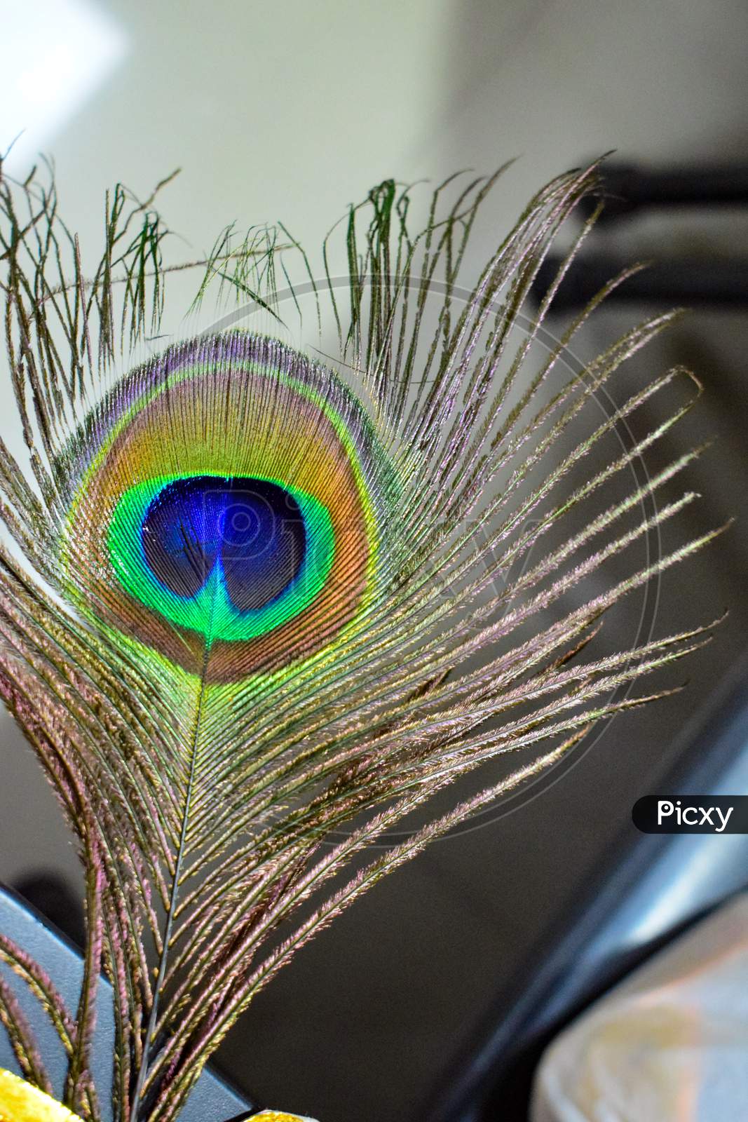 Closeup of the feather of a peacock during day time inside home in Delhi India